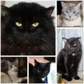 Котики в дар бойцы с крысами и домашние ласкуши