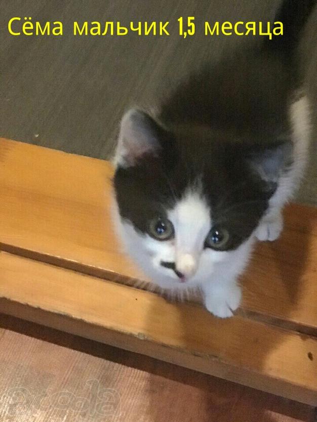 Котята ручные красивые в дар