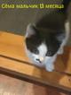 Котята ручные красивые в дар