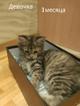 Котята ручные красивые в дар