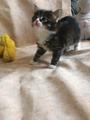 Отдадим котят в хорошие руки