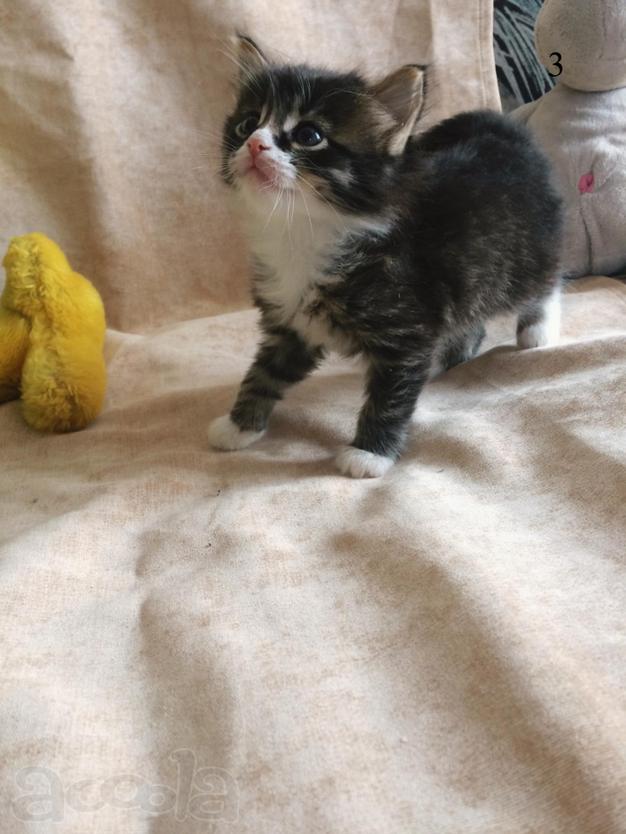 Отдадим котят в хорошие руки
