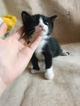 Отдадим котят в хорошие руки
