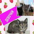 Котята в дар! Мальчики и девочки