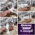 Ласковые котики и кошечки в дар