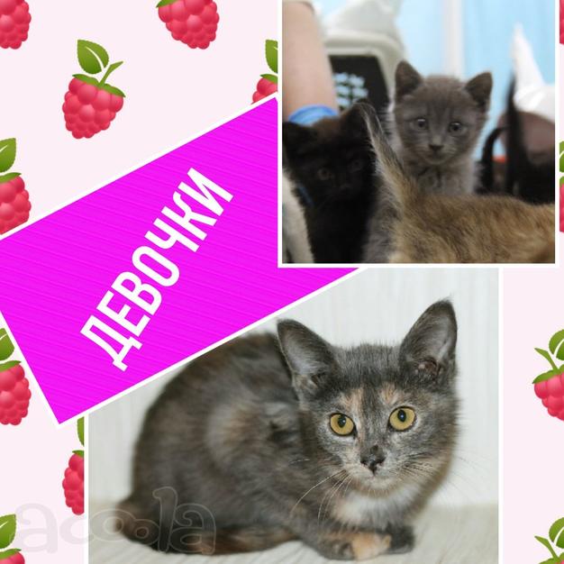 Котята в дар! Мальчики и девочки