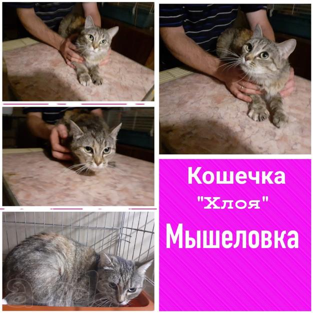 Отменные мышеловки и мышеловы ТУТ