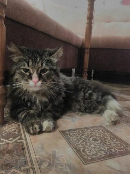 Котики мышеловы и домашние ласкули в дар