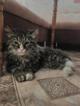 Котики мышеловы и домашние ласкули в дар
